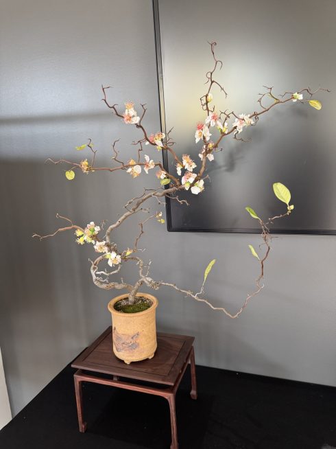Bonsai